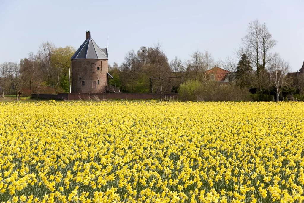 Yellow Daffodil Field Blooms Bright Sunlight