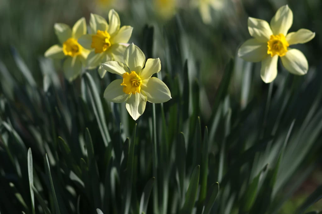 Yellow Daffodil Petals Bright Green Leaves