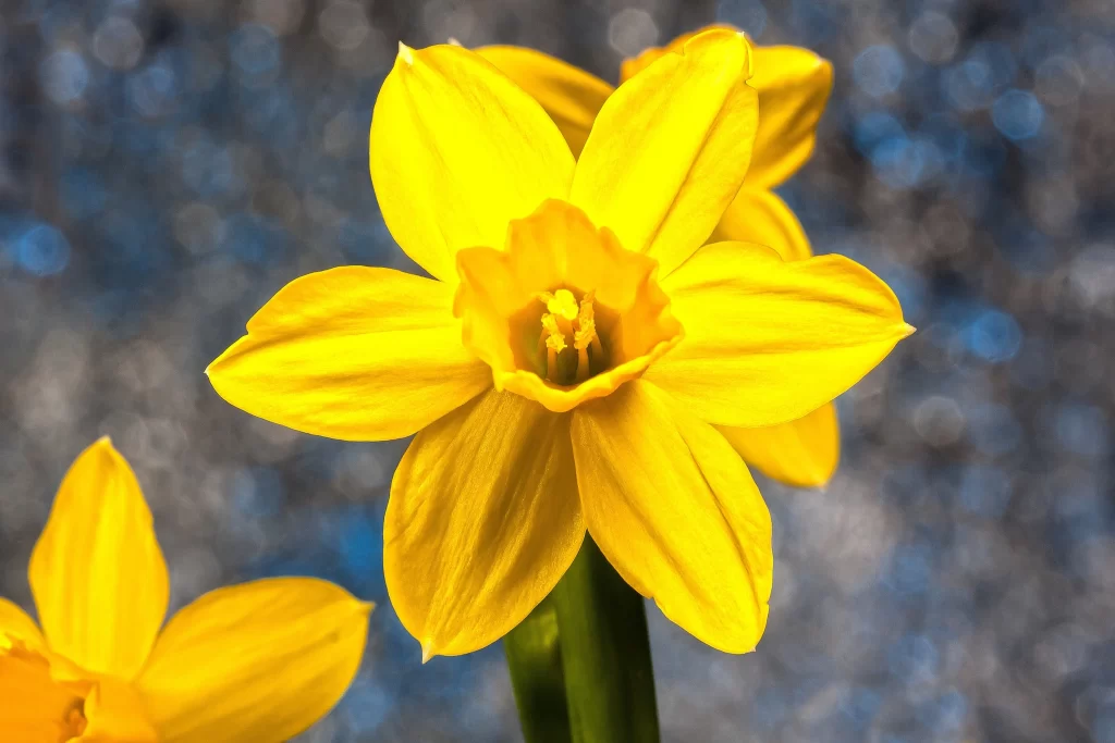 Yellow Daffodil Petals Bright Green Stamen