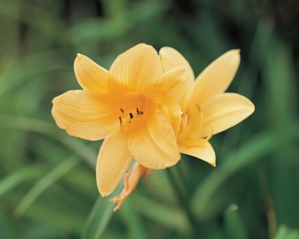 Yellow Daffodil Petals Bright Green