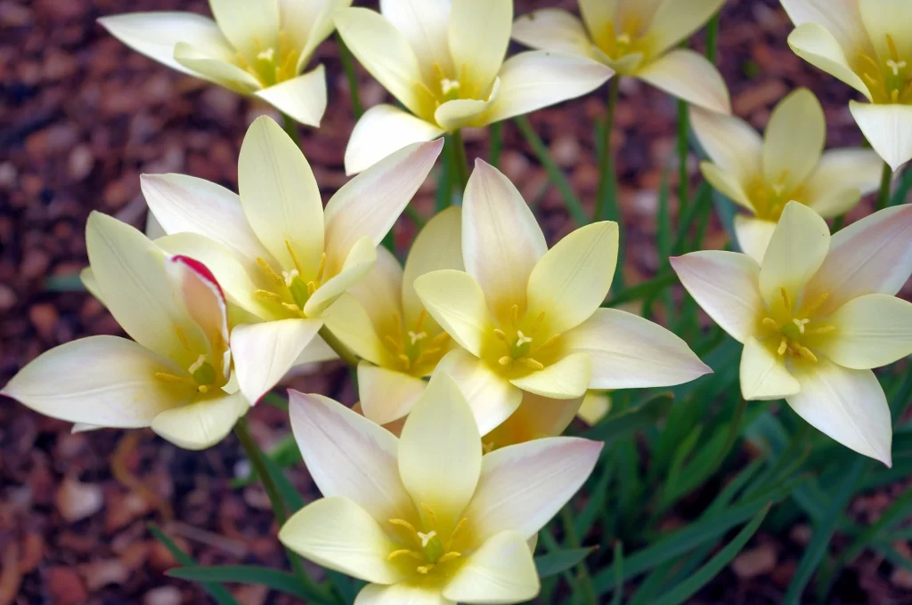 Yellow Daffodil Petals Bright Green Stems