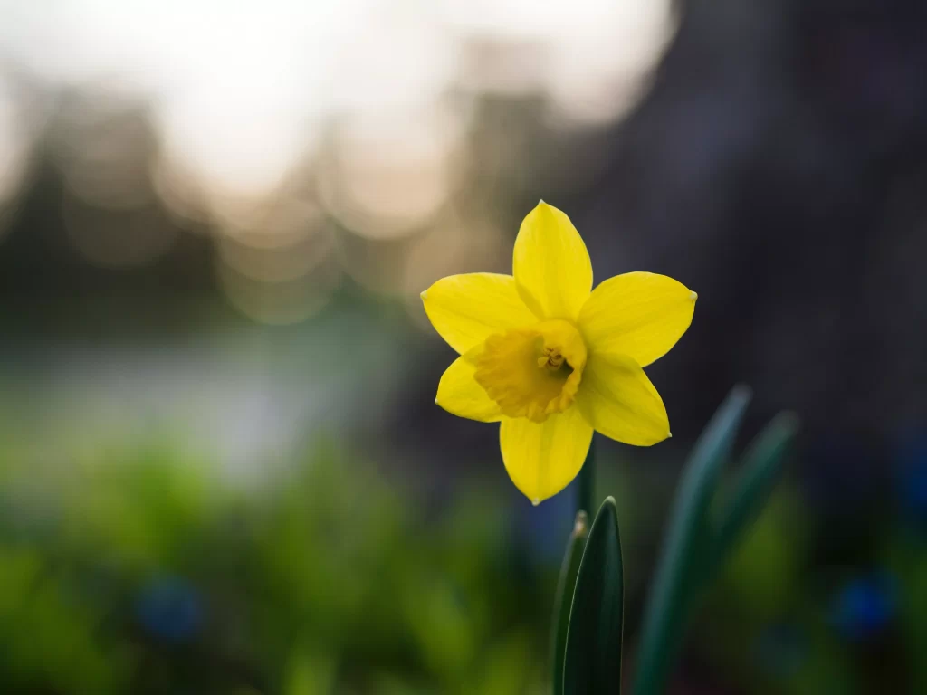 Yellow Daffodil Petals Bright Green Background