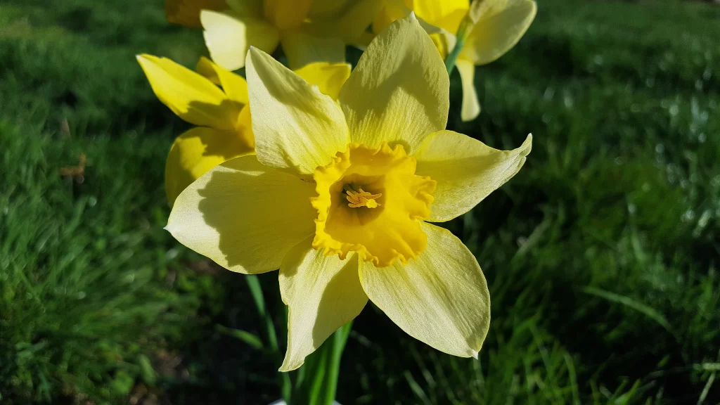 Yellow Daffodil Petals Center Sunlight