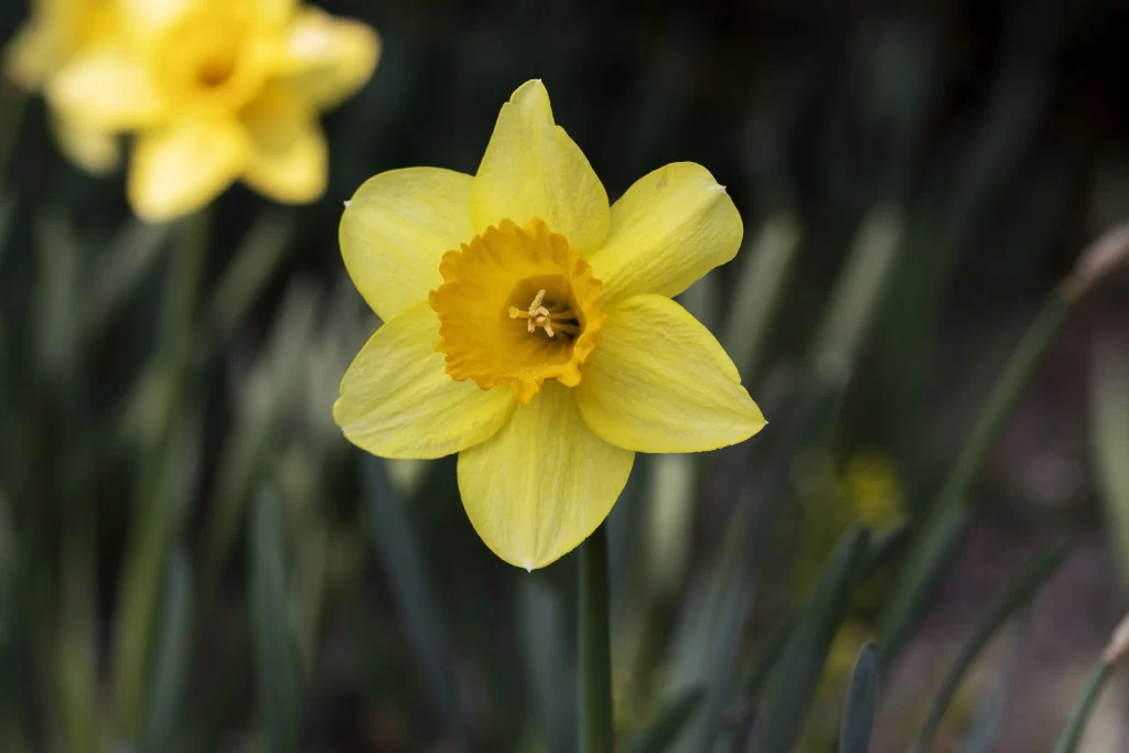 Yellow Daffodil Petals Central Corona Green Leaves