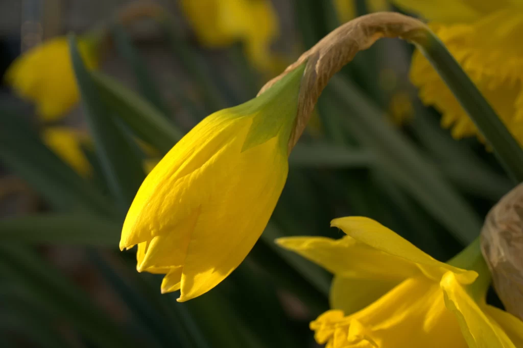 Yellow Daffodil Petals Curved warm Stem