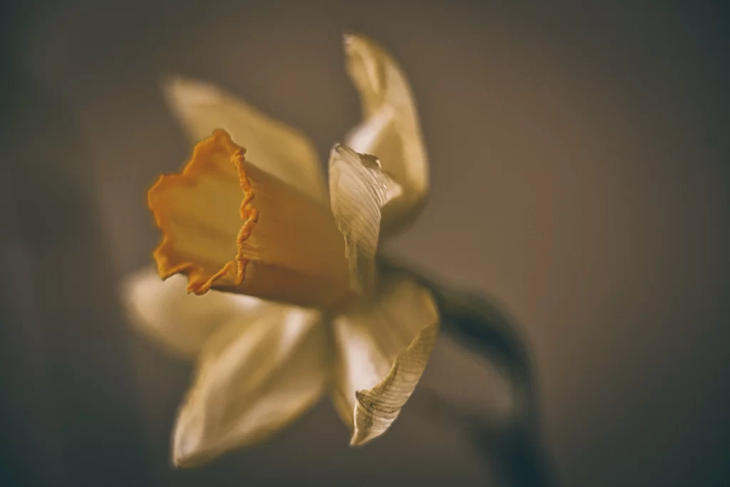 Yellow Daffodil Petals Curved Center