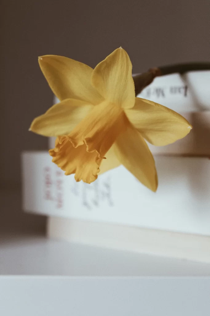 Yellow Daffodil Petals Curved gray Stem