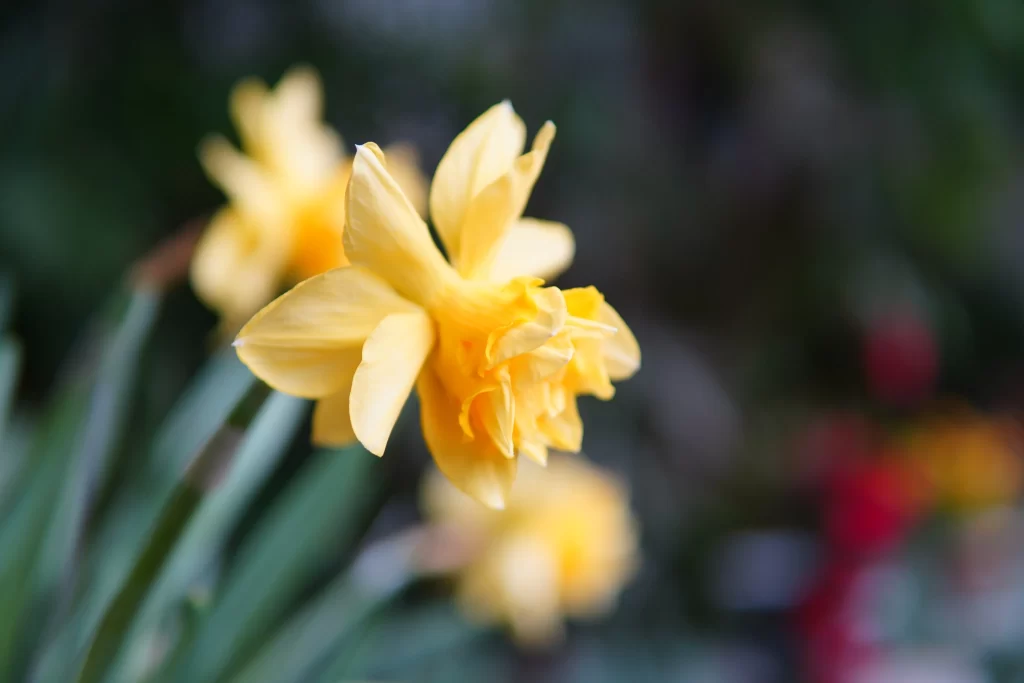 Yellow Daffodil Petals Curved Green