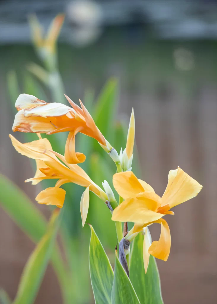 Yellow Daffodil Petals Curved Green Leaves