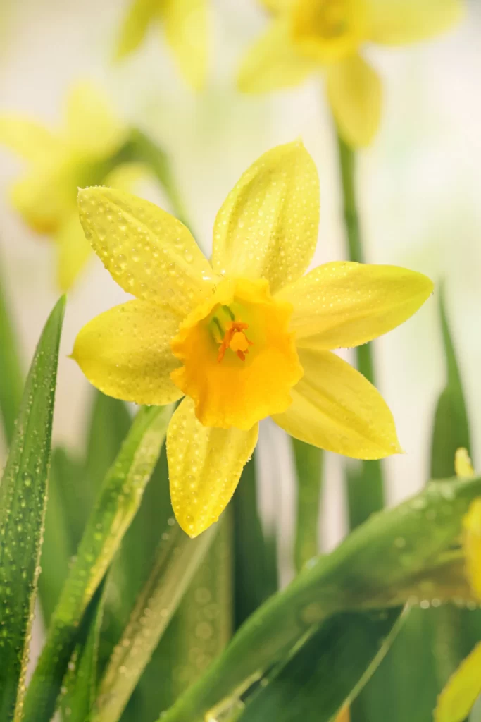 Yellow Daffodil Petals Dewdrops Bright Green