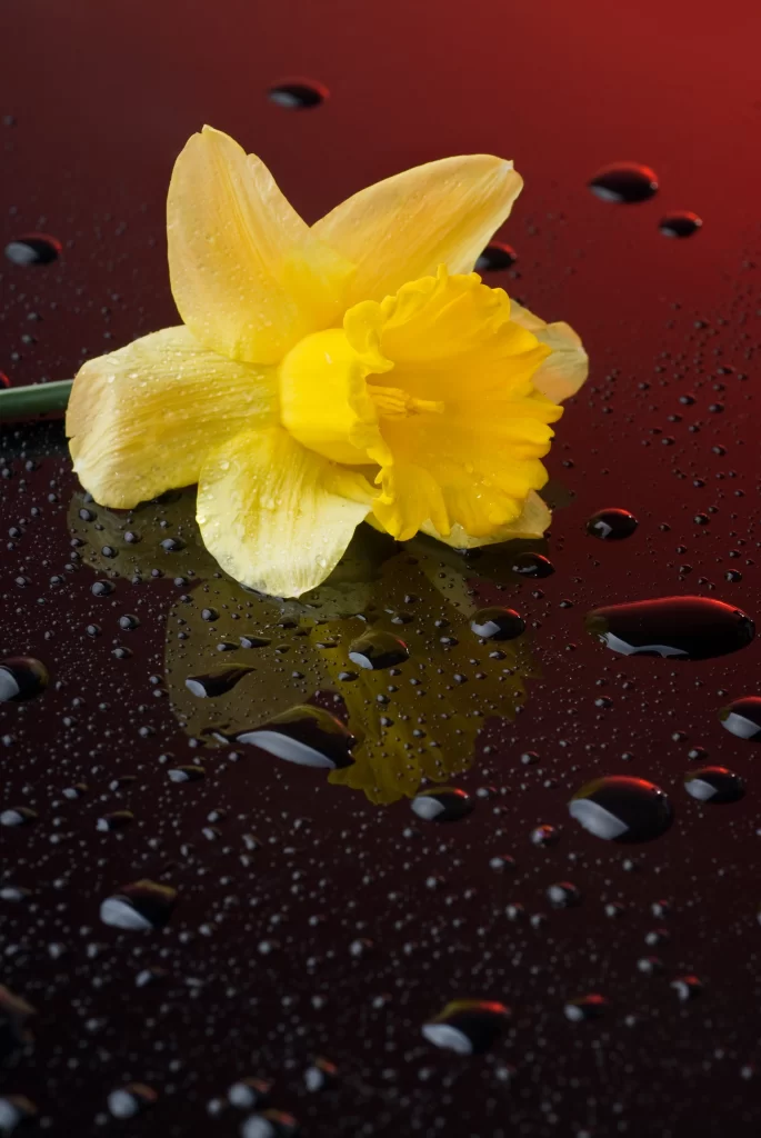 Yellow Daffodil Petals Dewdrops Red Background