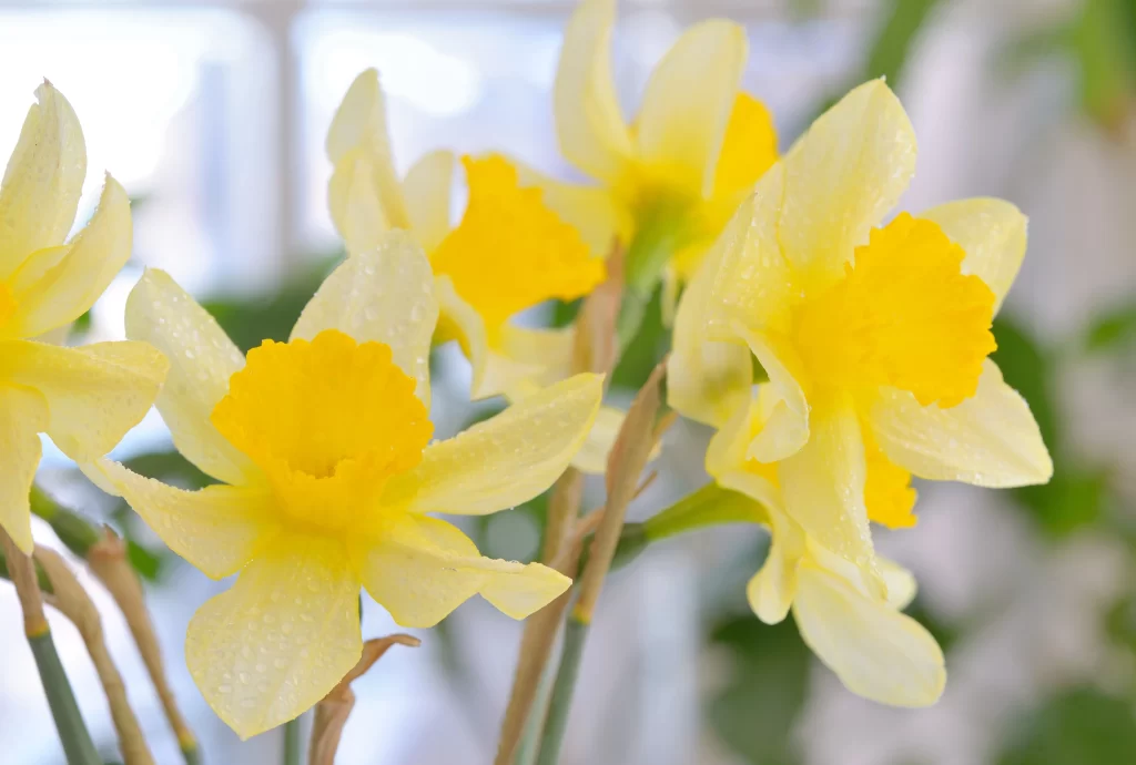 Yellow Daffodil Petals Dewdrops Bright