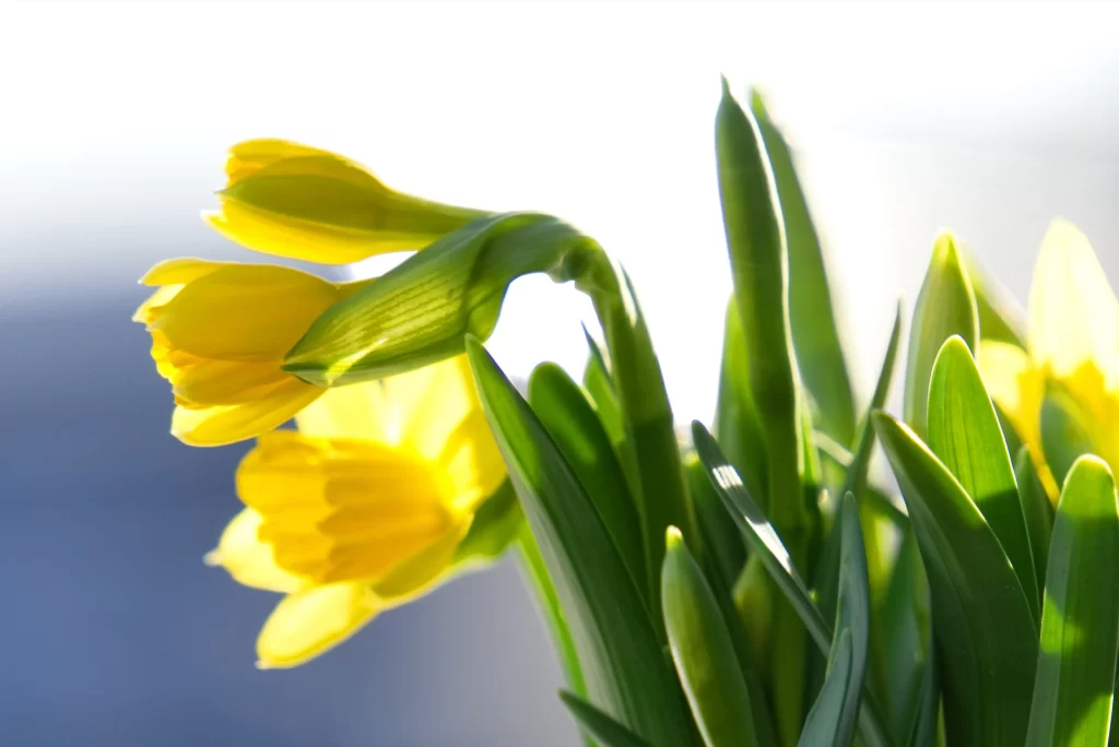 Yellow Daffodil Petals Green Leaves Bright