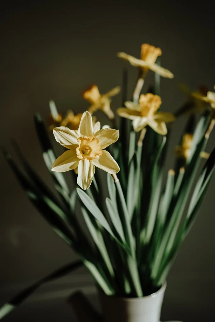 Yellow Daffodil Petals Green Stems Dark Background