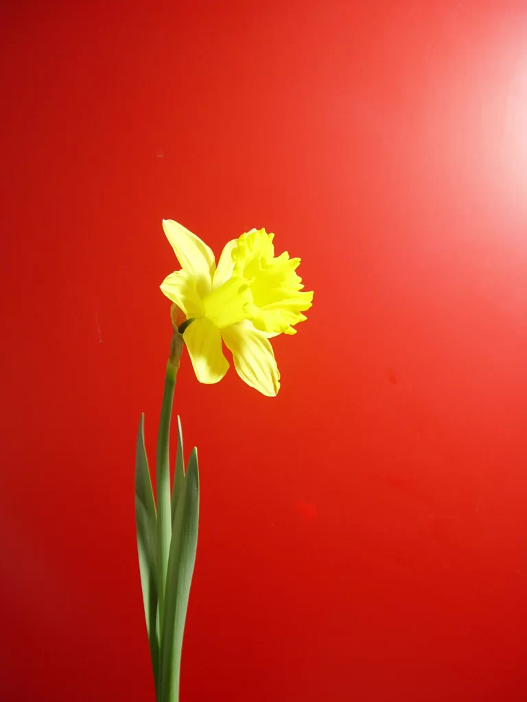 Yellow Daffodil Petals Green Stem Red Background