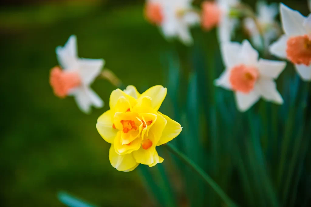 Yellow Daffodil Petals Green Stems