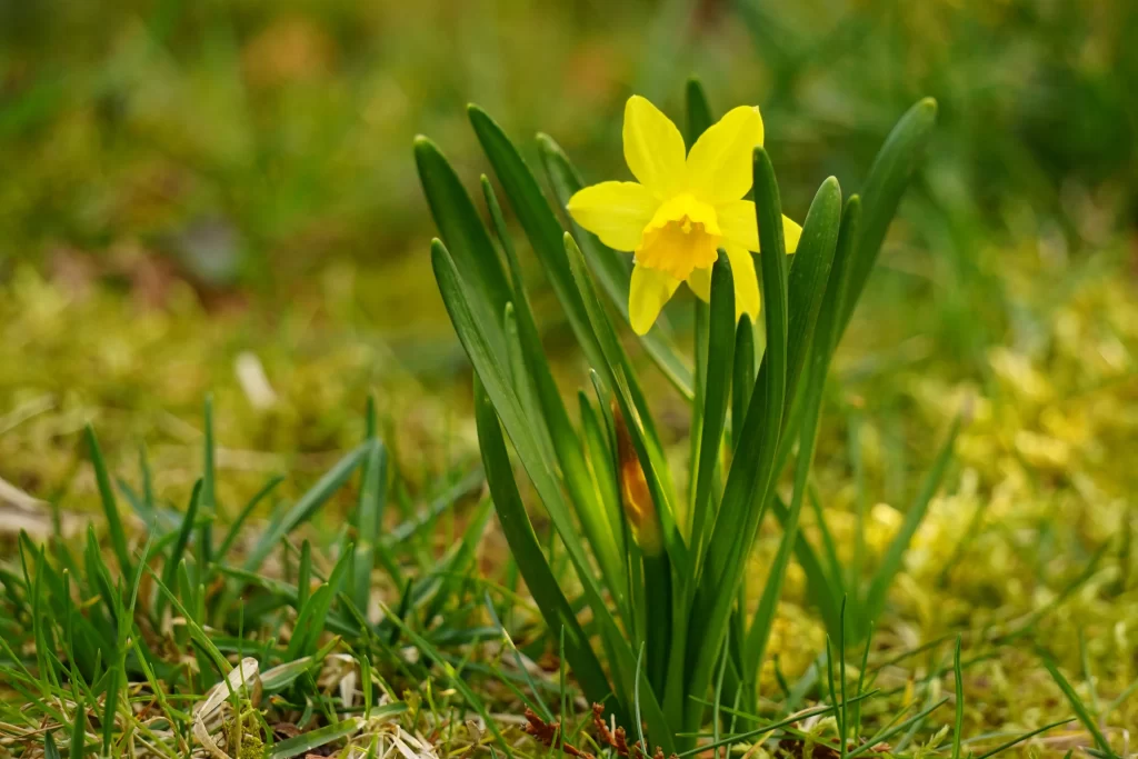 Yellow Daffodil Petals Green Leaves