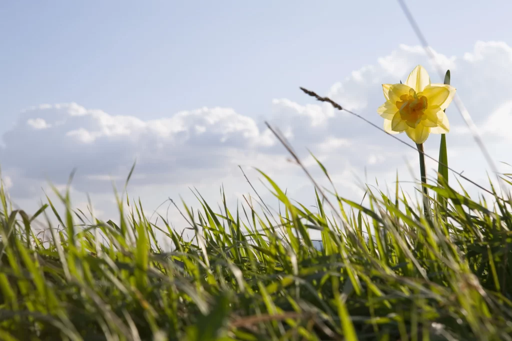Yellow Daffodil Petals Grass Sky Clouds