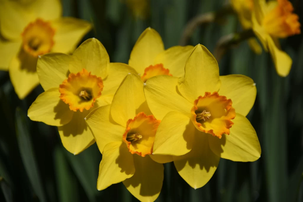 Yellow Daffodil Petals Orange Corona