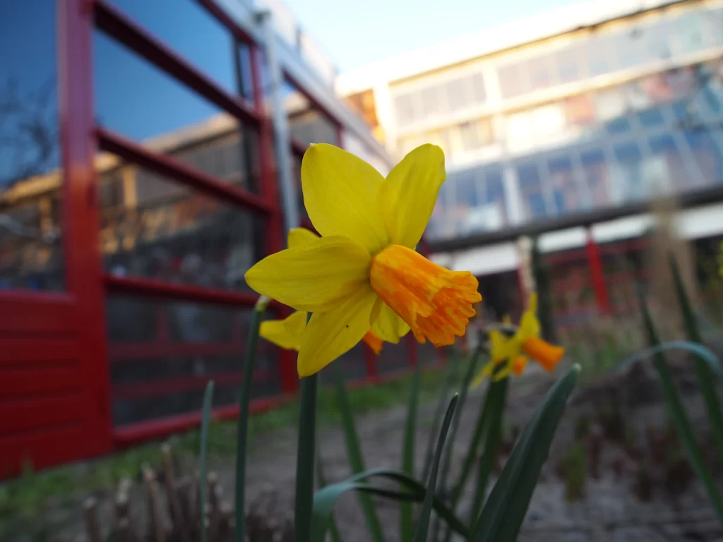 Yellow Daffodil Petals Orange Trumpet