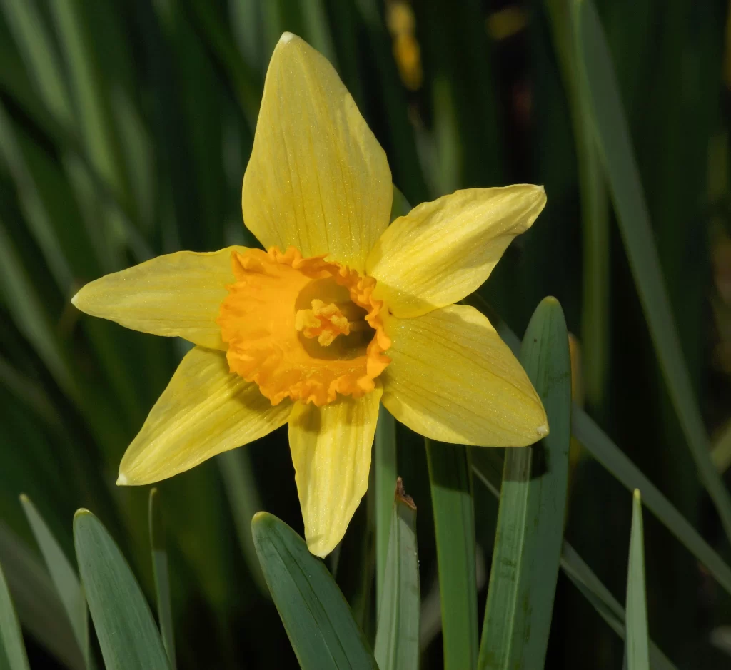 Yellow Daffodil Petals Orange Center Sunlit