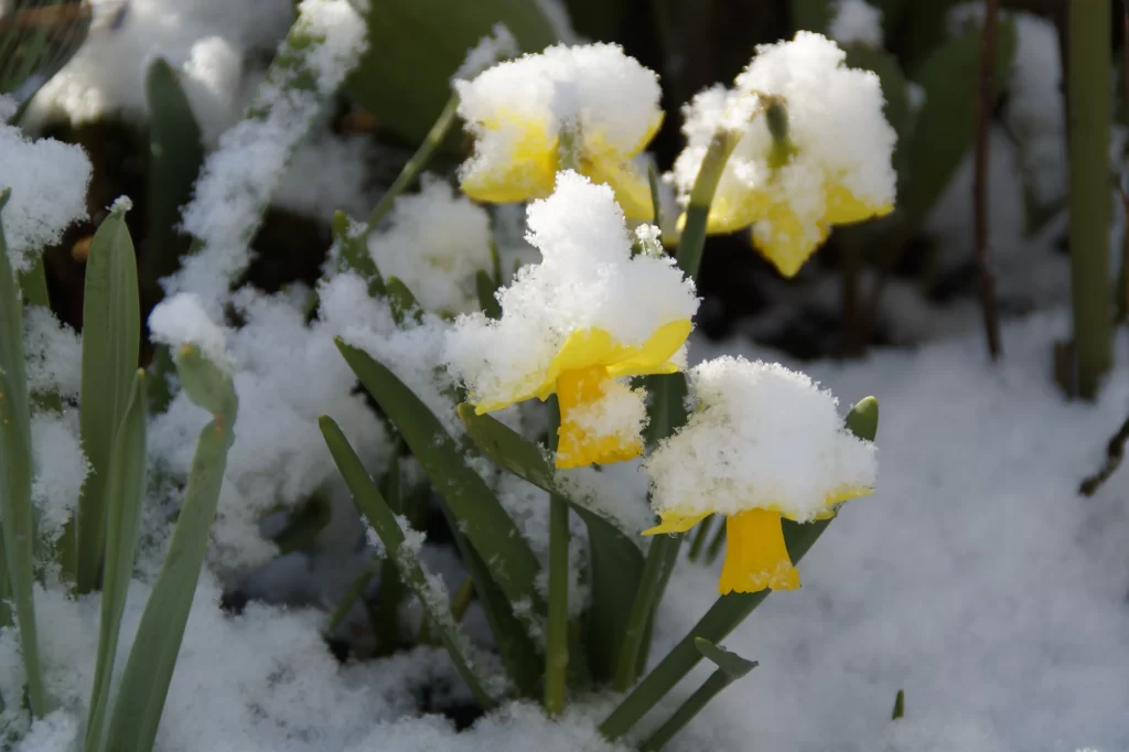 Yellow Daffodil Petals Snow gray Covered