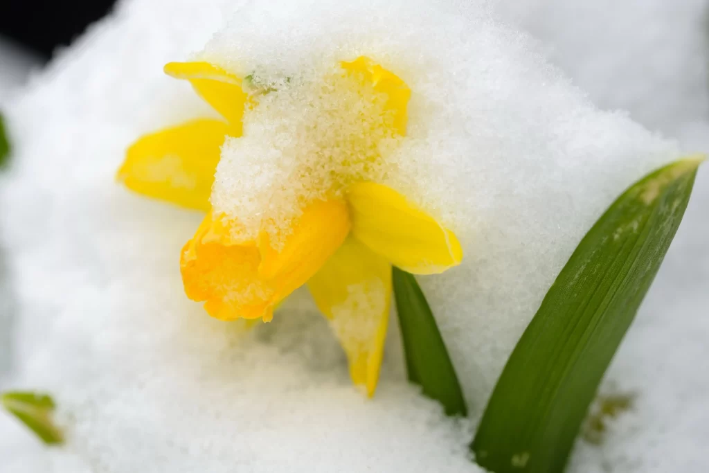Yellow Daffodil Petals Snow warm Covered