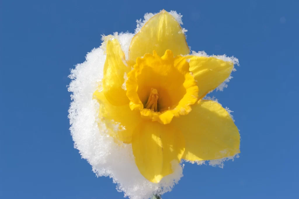 Yellow Daffodil Petals Snow Blue Sky