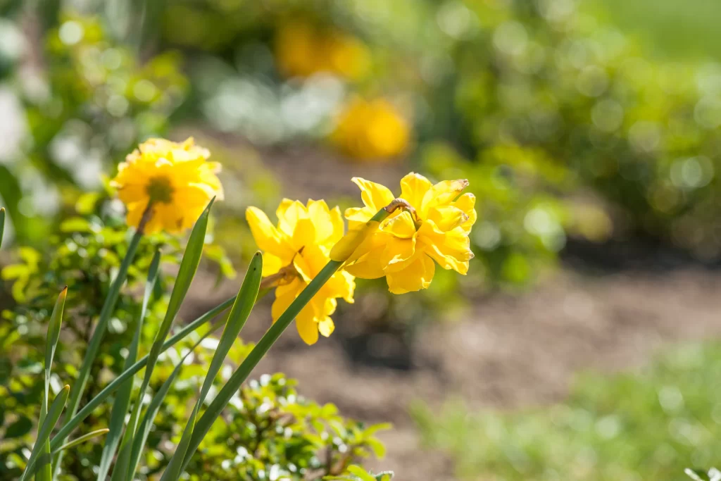 Yellow Daffodil Petals Sunlight Greenery