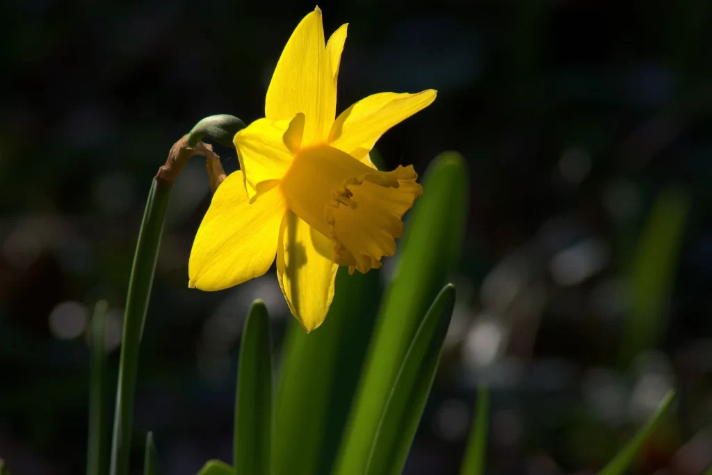 Yellow Daffodil Petals Sunlight Green Stalk