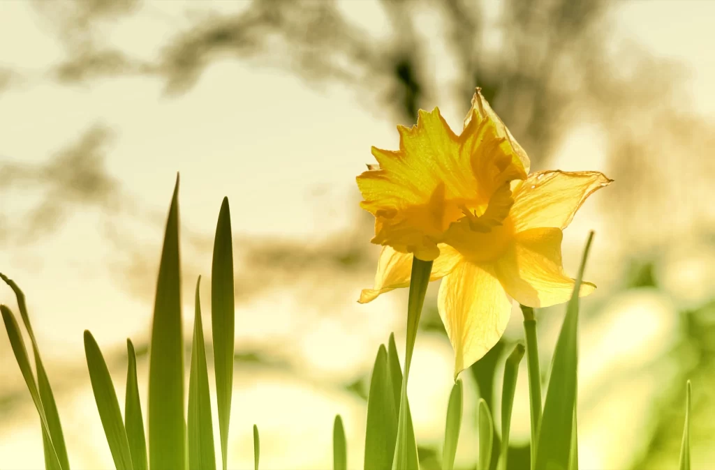 Yellow Daffodil Petals Sunlight Green Leaves