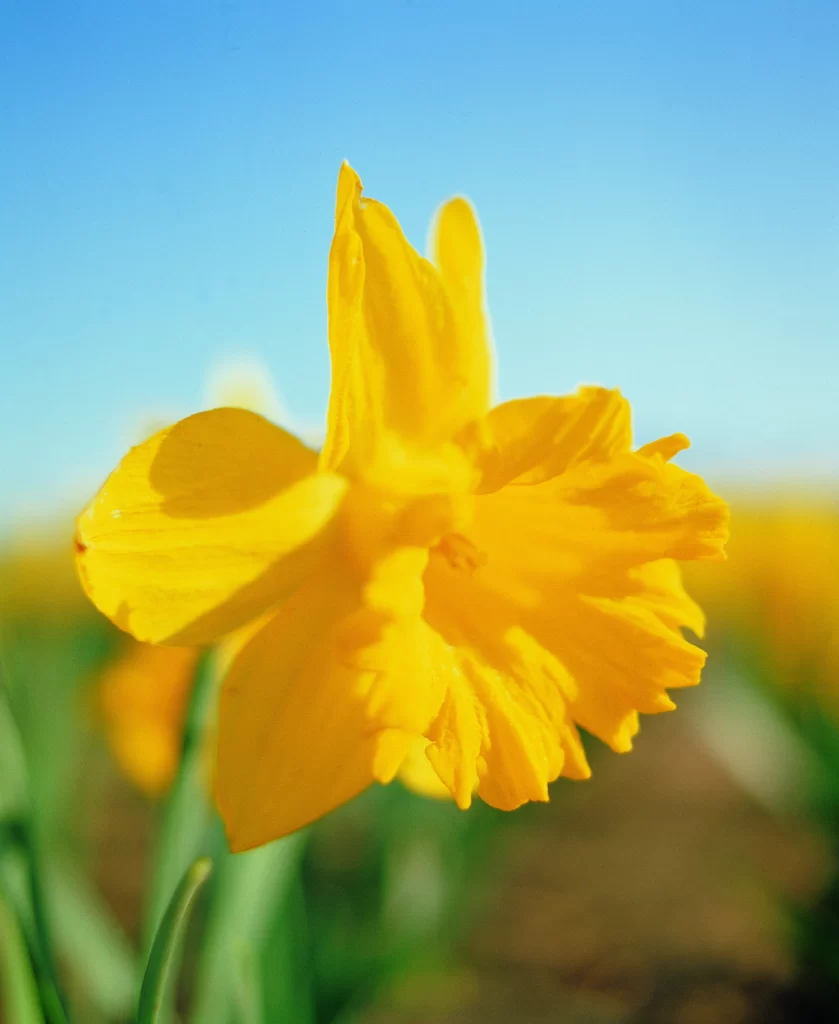 Yellow Daffodil Petals Sunlit Ruffled Center