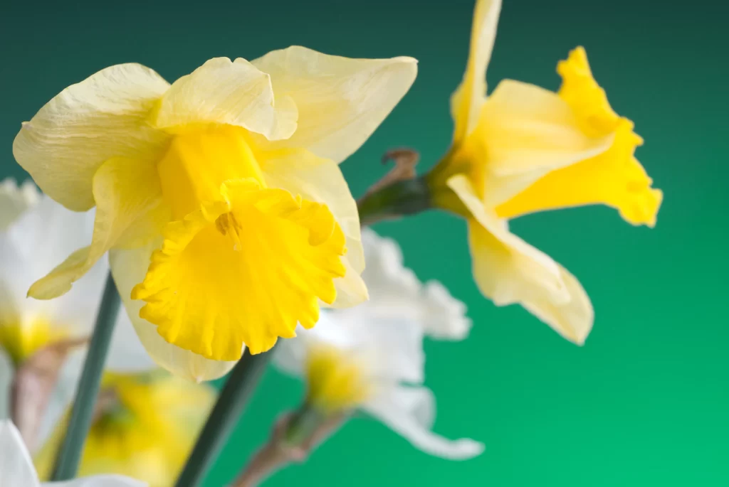 Yellow Daffodil Petals Trumpet Shape Green Background