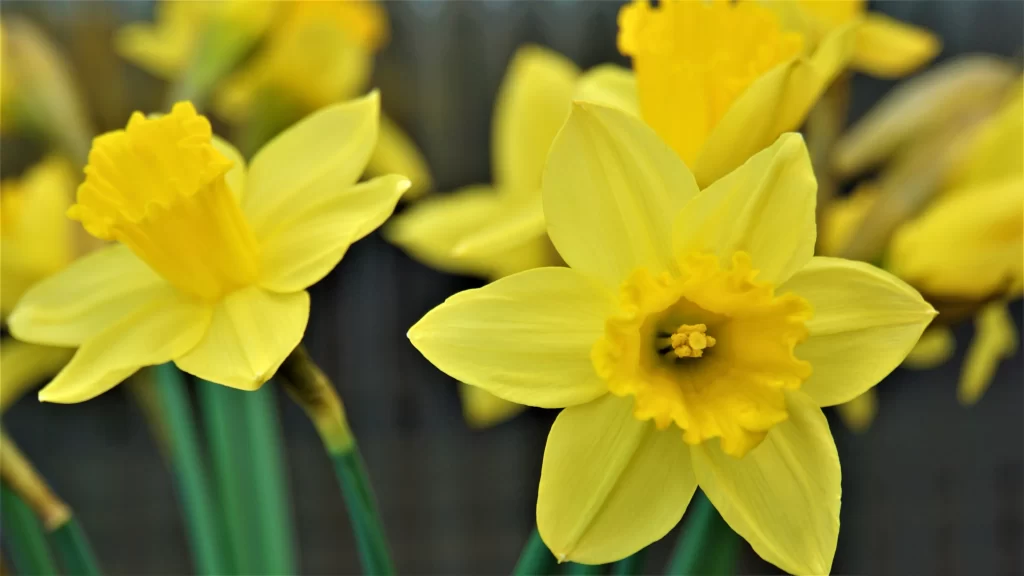 Yellow Daffodil Petals Trumpet Bright