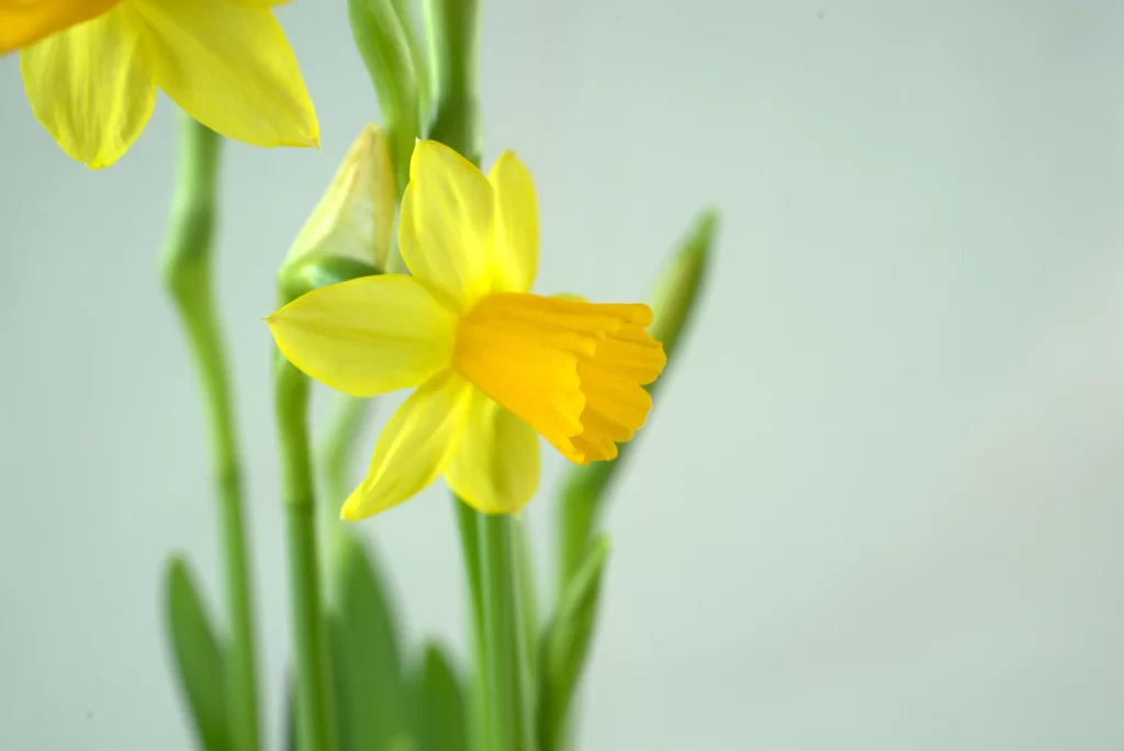 Yellow Daffodil Petals Trumpet Shape Green Stems