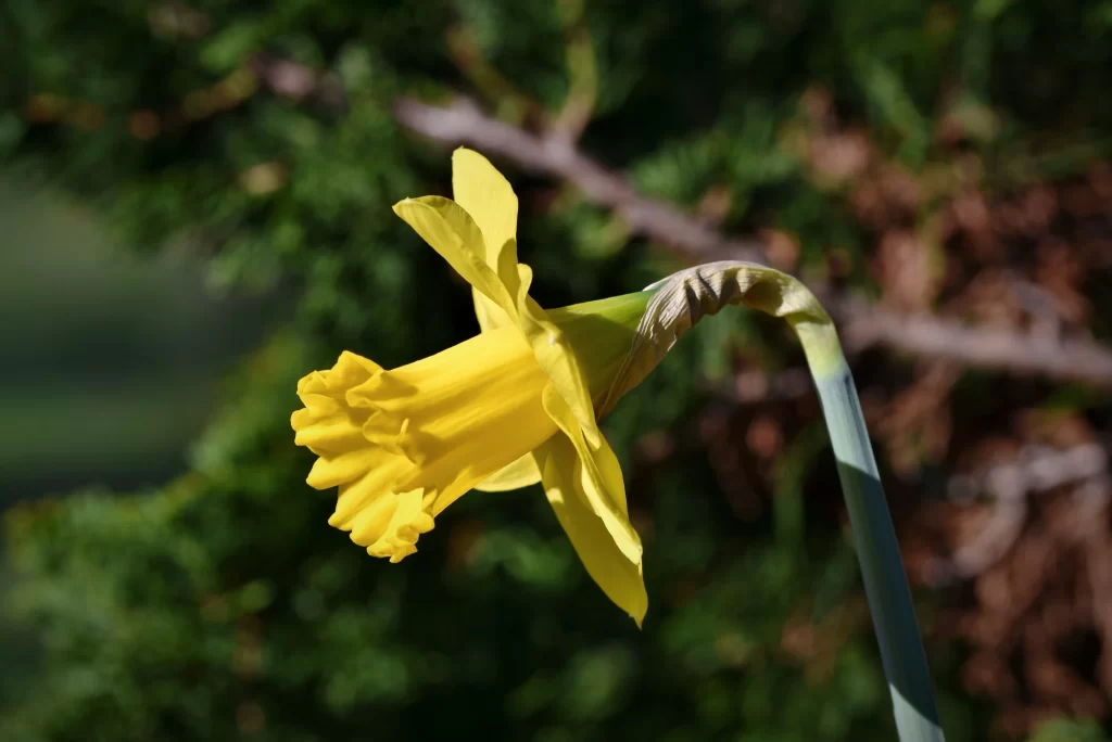 Yellow Daffodil Petals Trumpet Shape Green dark Stem