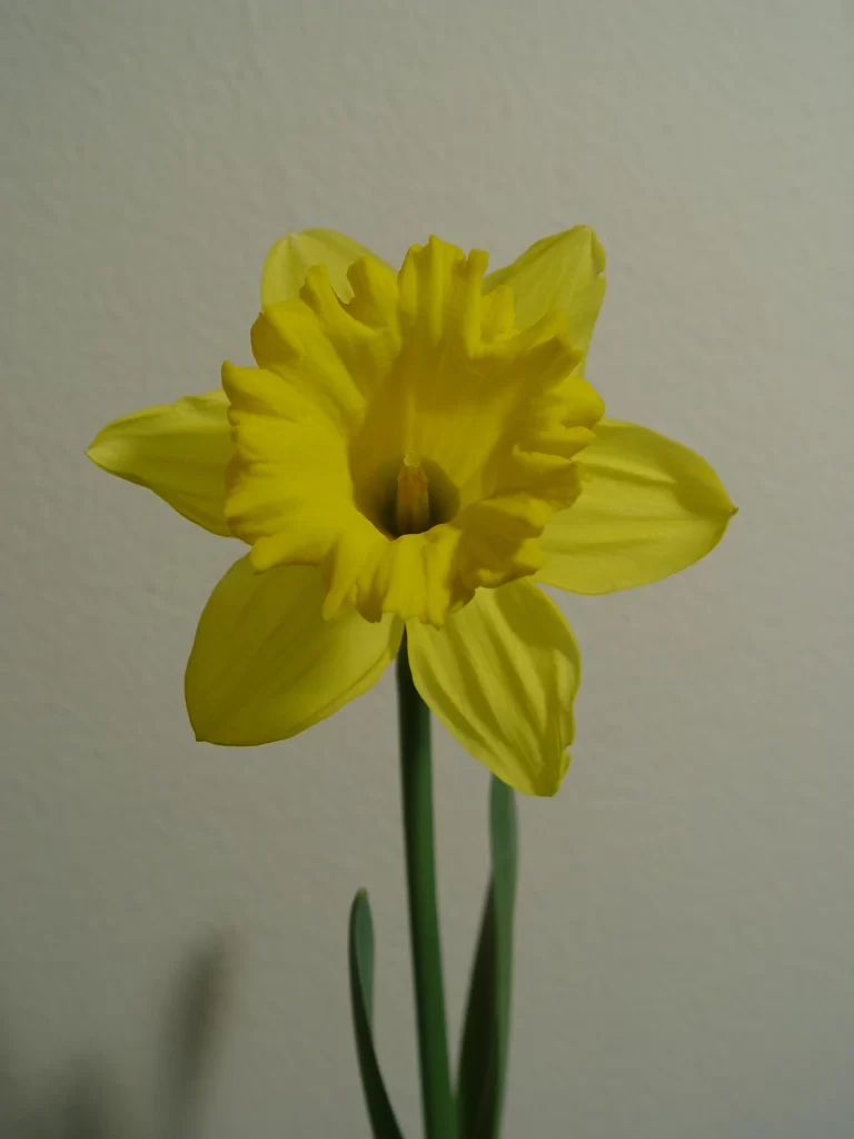 Yellow Daffodil Petals Trumpet Shape Green warm Stem