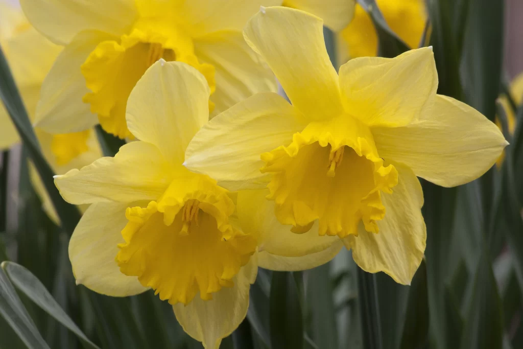Yellow Daffodil Petals Trumpet Bright Green