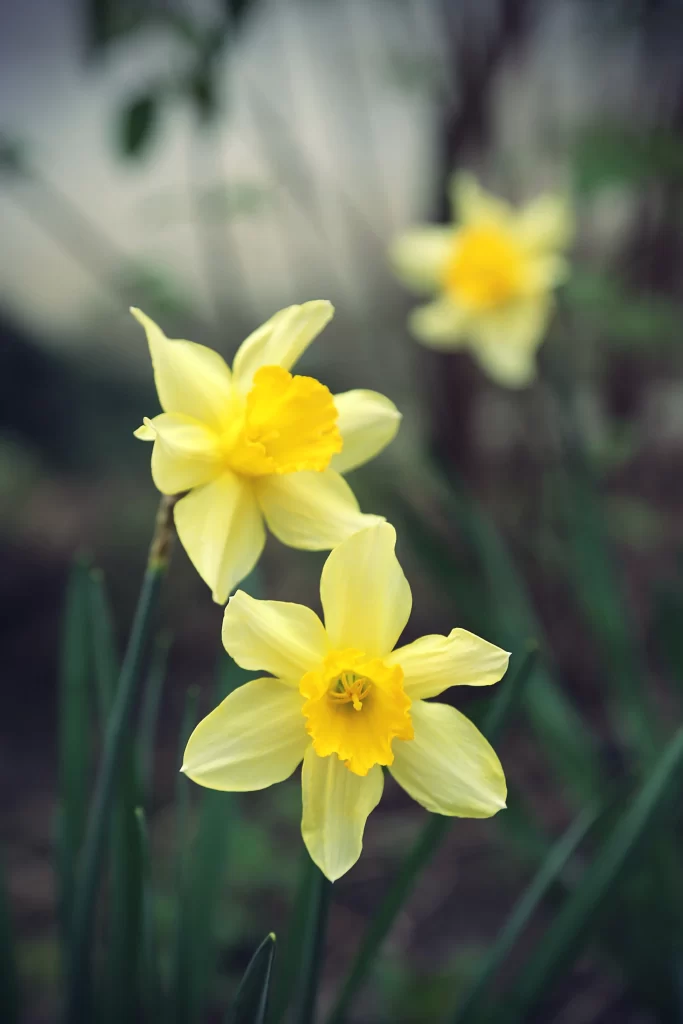 Yellow Daffodil Petals Trumpet Shape Green Leaves