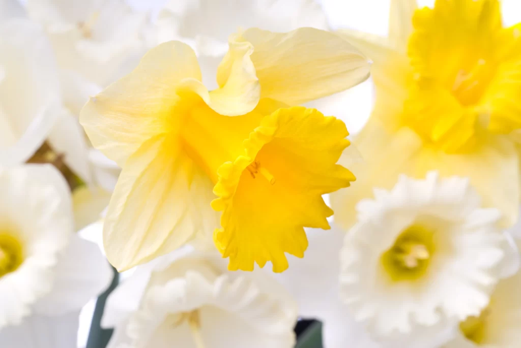 Yellow Daffodil Petals Vibrant Bright White