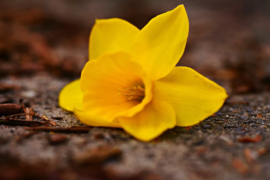 Yellow Daffodil Petals Vibrant Center