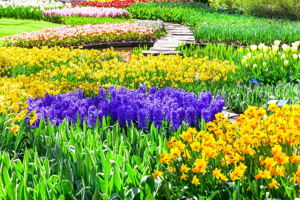Yellow Daffodil Purple Hyacinth Green Leaves Bright Sunlight