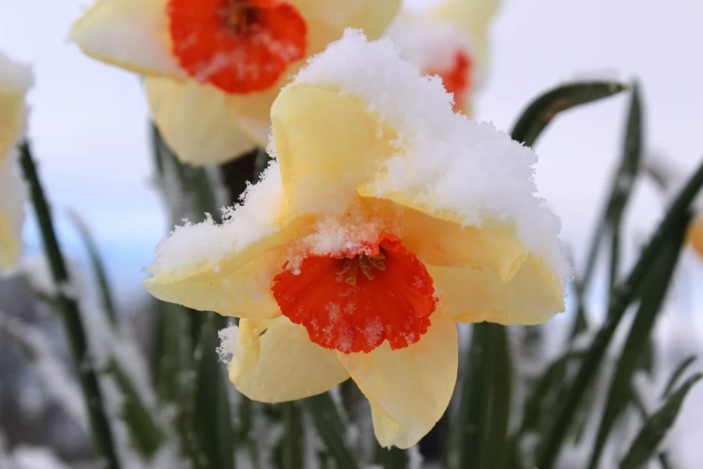 Yellow Daffodil Red Center Petals Snow