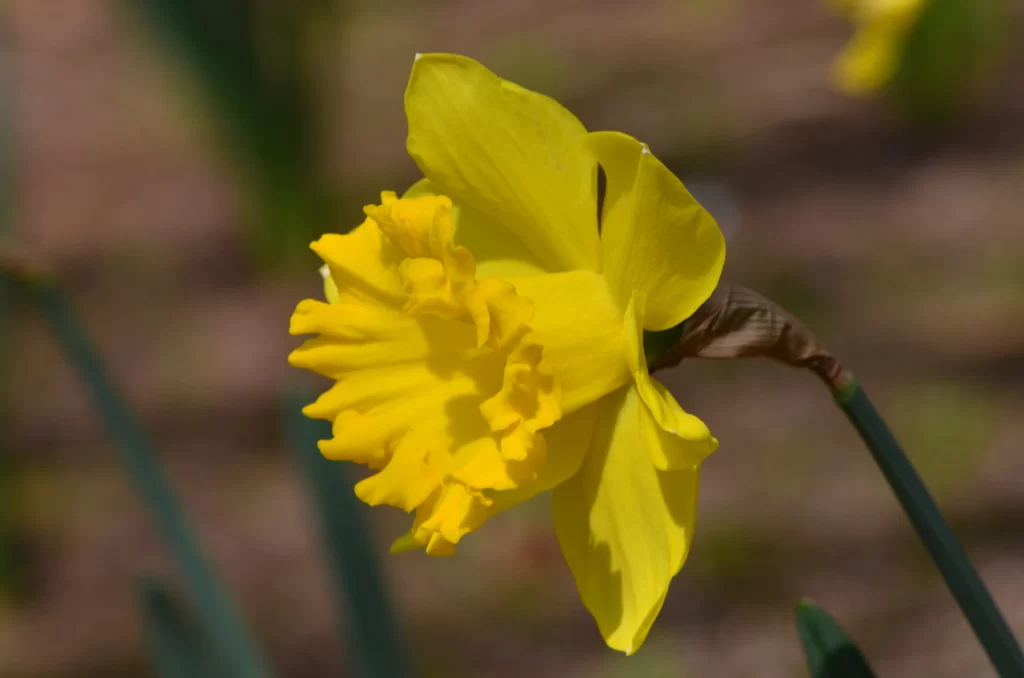 Yellow Daffodil Ruffled Petals Bright Sunlit