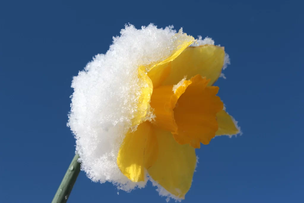 Yellow Daffodil Snow Petals Blue Sky