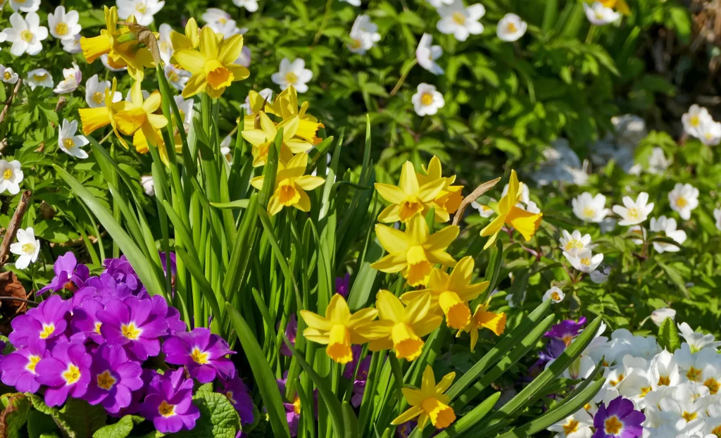 Yellow Daffodil Vibrant Blooms Purple White Petals Sunlit