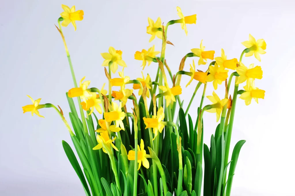 Yellow Daffodil Vibrant Petals Green warm Stems