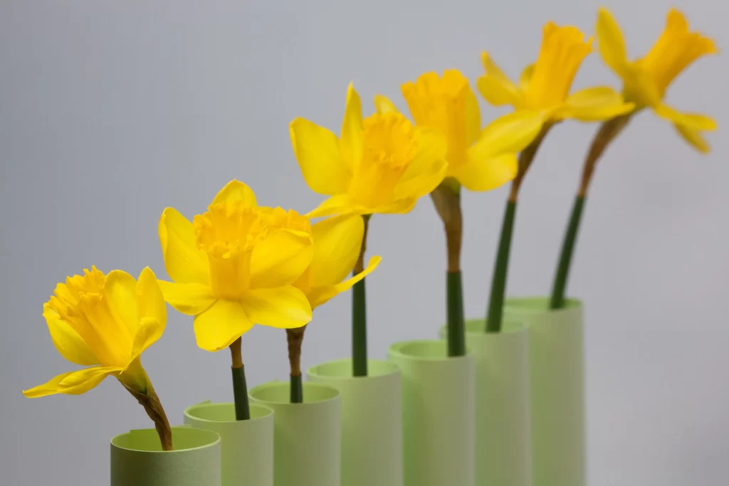 Yellow Daffodil Vibrant Petals Green warm Stems
