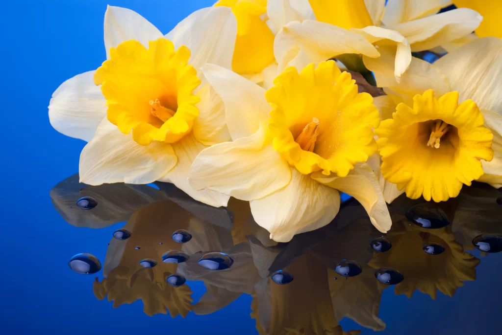 Yellow Daffodil White Petals Blue Background Reflection