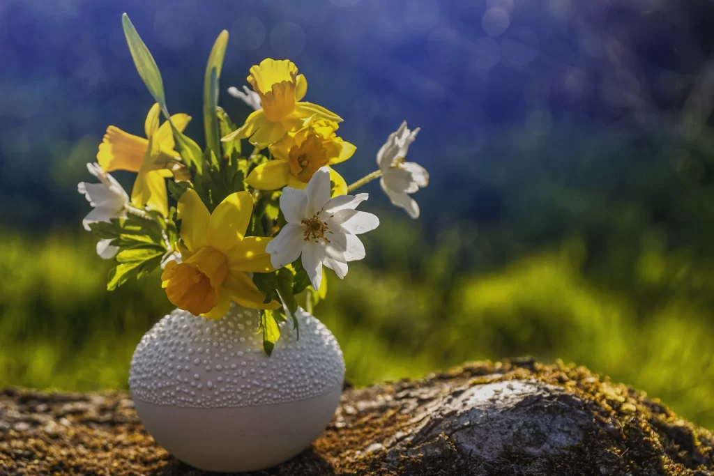 Yellow Daffodil White Petals Green Leaves Vase